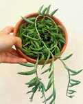 Senecio radicans- Colar de banana