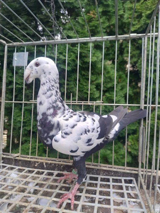 Niemieckie wystawowe