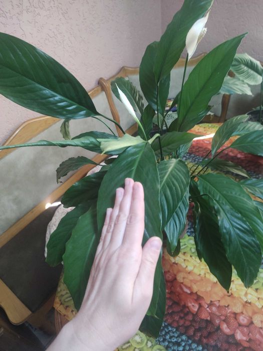 спатефілум кімнатний_висота від 40см до 80см