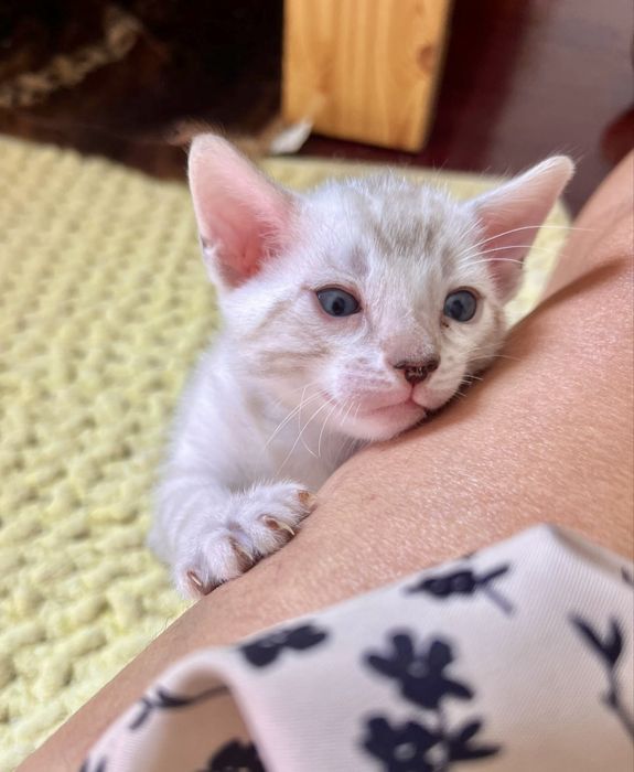 Gatinho Bengal snow linx registado