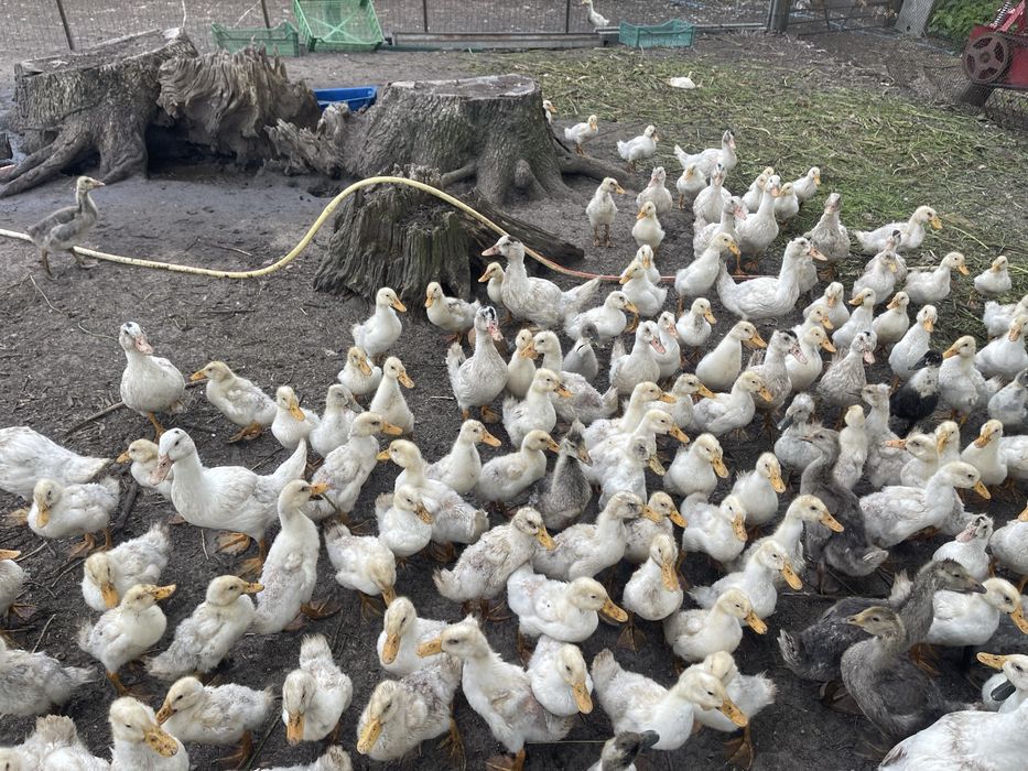 Качка орвія на мясо