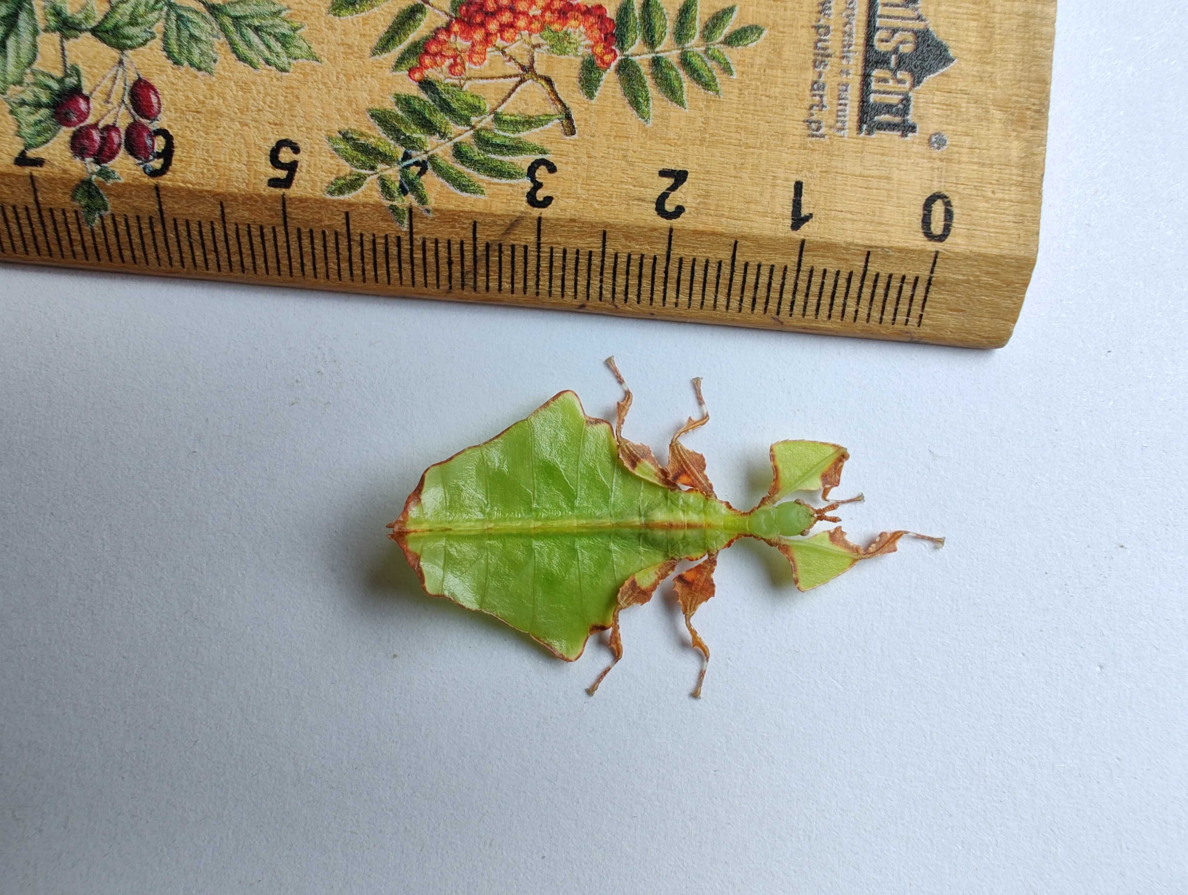 Liściec olbrzymi (Phyllium giganteum) L1-L2