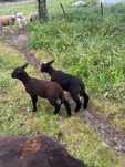Reservo borrego cx ile france e merino preto para agosto