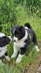 Border collie- piesek blisko Warszawy