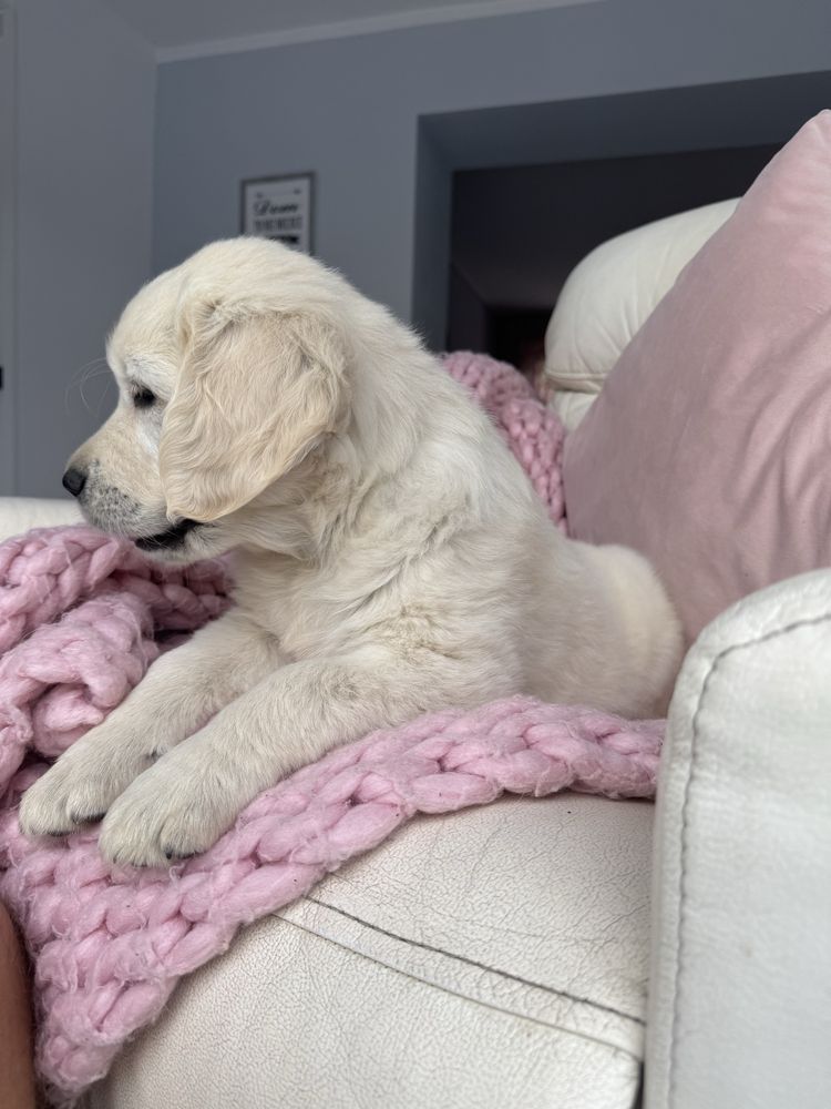 Golden Retriever FCI ZKwP Suczka Po Championie PL *GOTOWA DO ODBIORU*