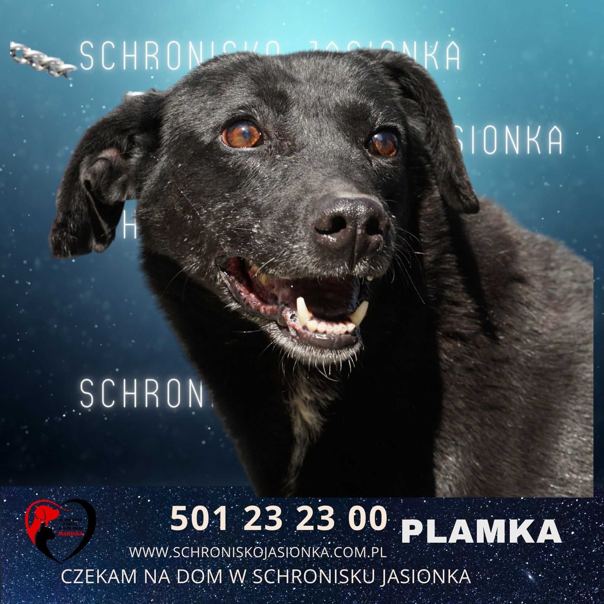 Plamka-do adopcji