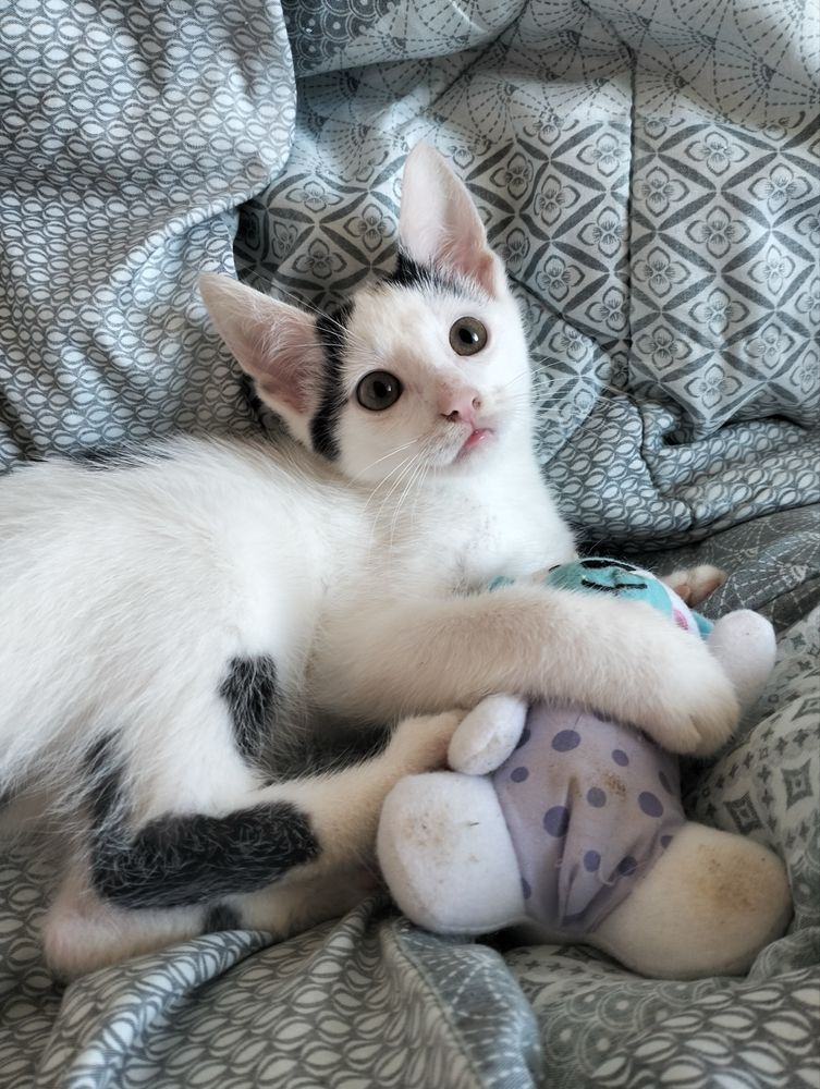 Kocurki do adopcii