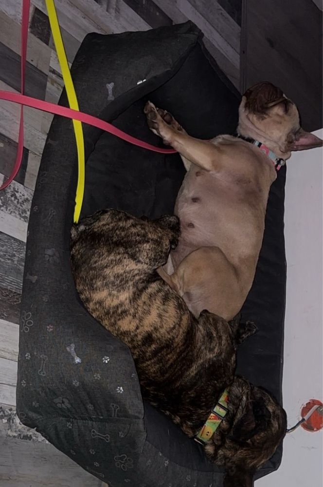 Buldog francuski
