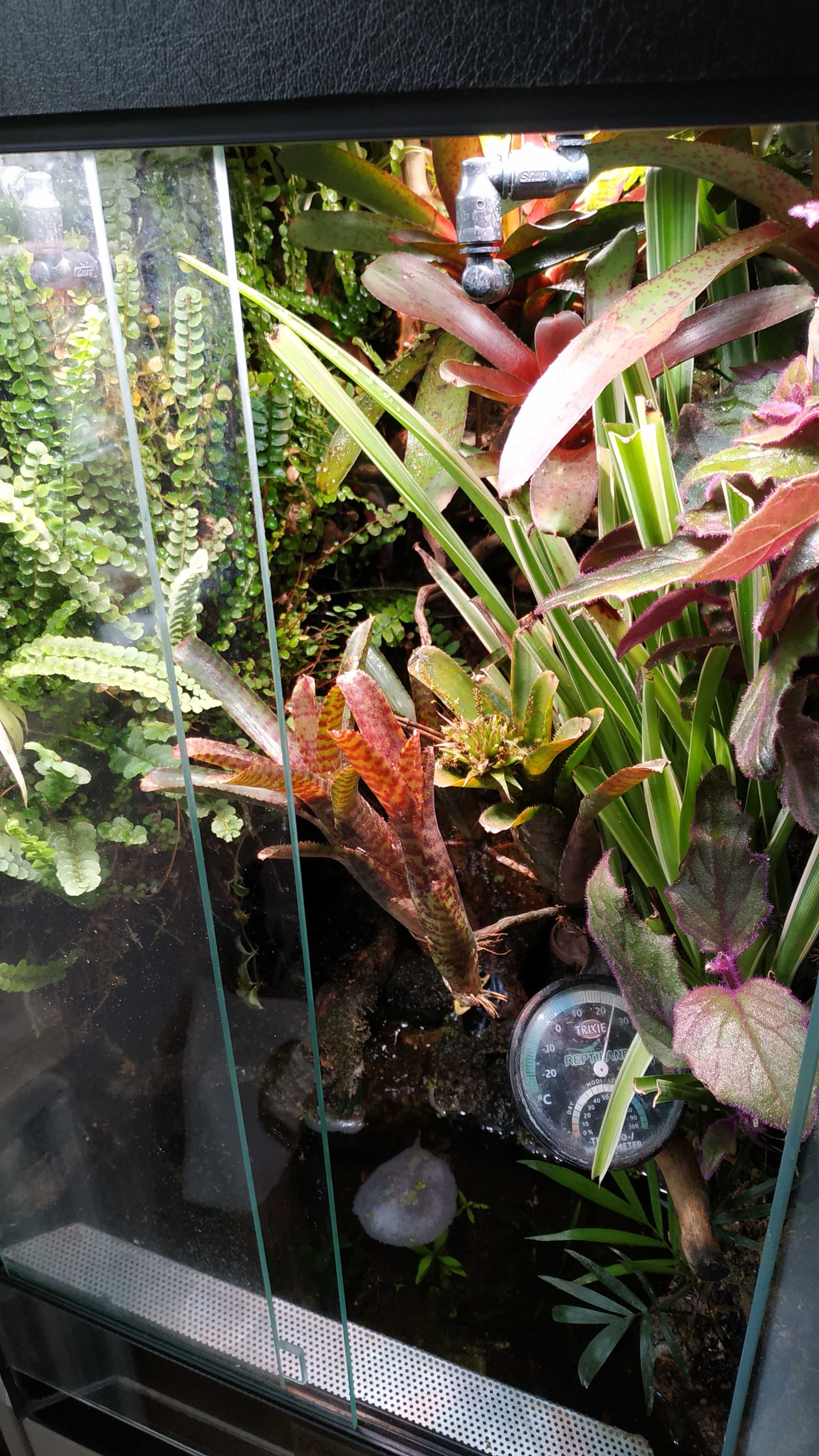 Paludarium terrarium tropikalne wiwarium 50cmx50cmx70cm + 12cm pokrywa
