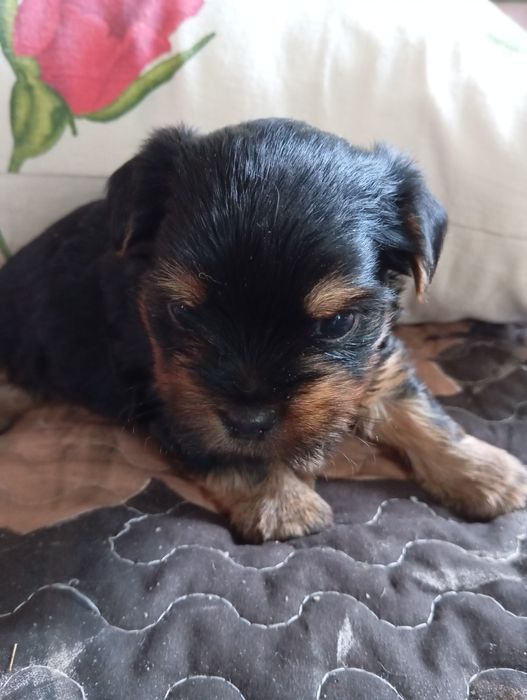 Чистокровні малюки йорчики