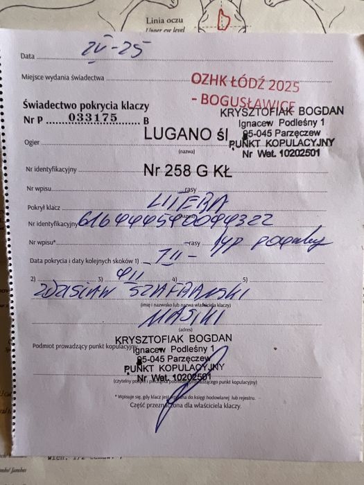 Klacz karosiwa zimnokrwista !