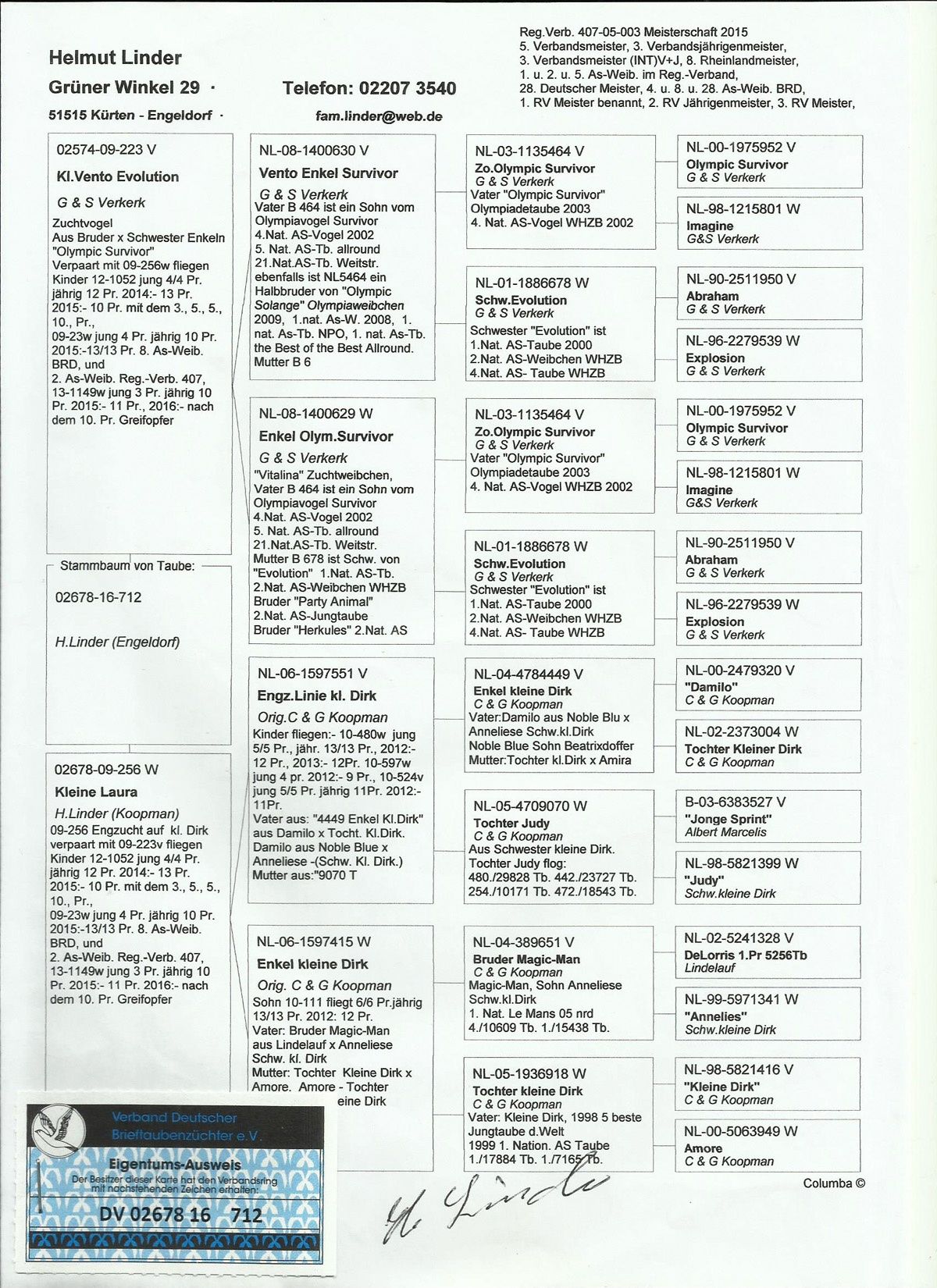 Gołąb pocztowy, podstawowy samiec rozpłodowy.