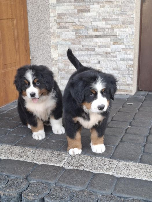 Berneński pies pasterski 8tyg z rodowodem