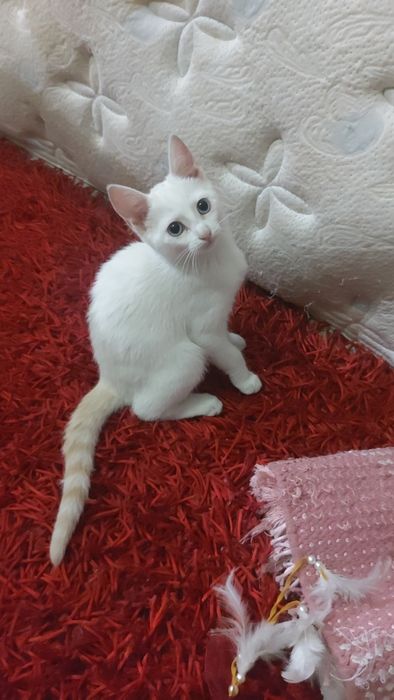 Gatinha para adoção