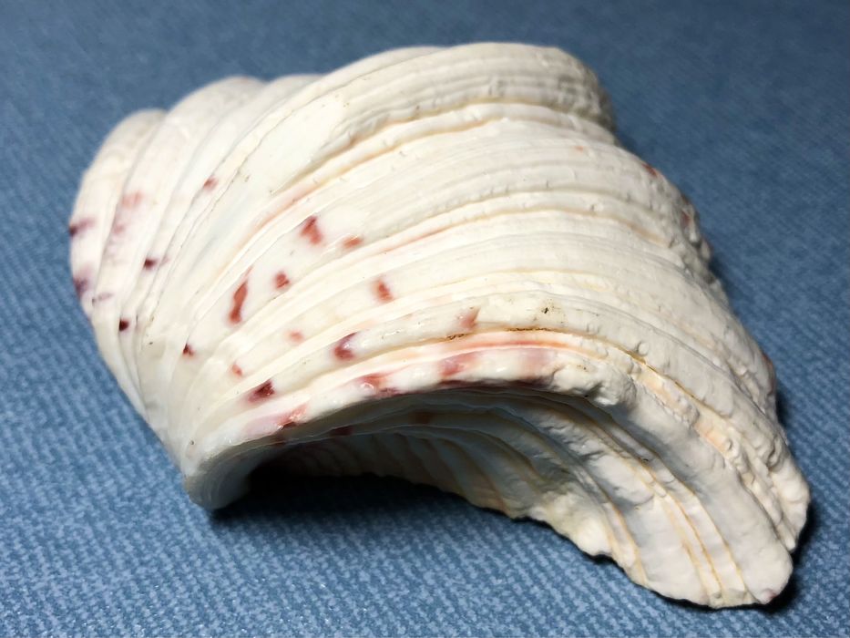 Коллекционная Океаническая Ракушка Белая Hippopus hippopus Морская