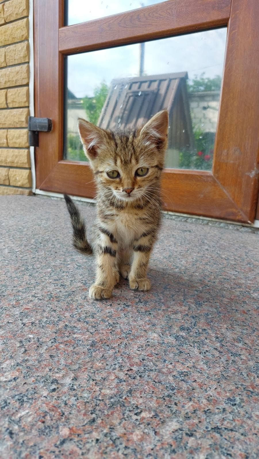 Ігриві кошенята.