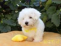SAMIEC RITTI biały malutki Coton De Tulear szczenię ZHPR UCI Kraków