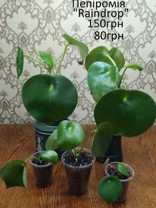 Сортові пеперомії