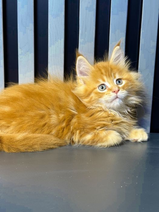 Мейн кун червоне золото хлопчик