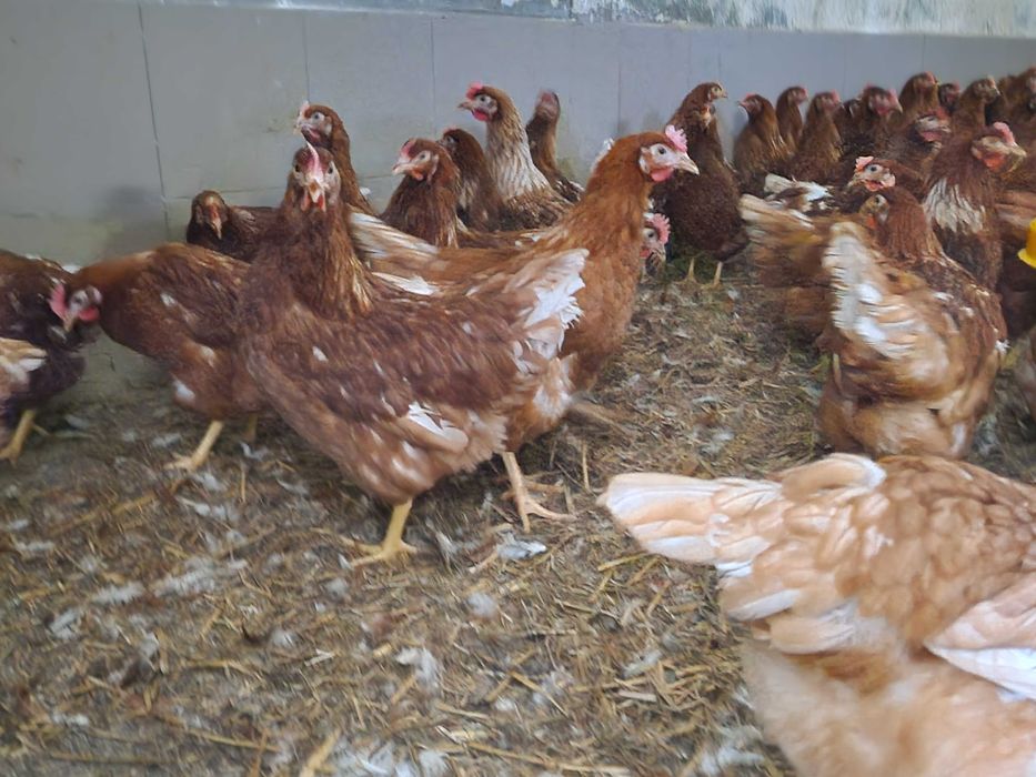 Kury kokoszki nioski odchowane Tetra brązowa dowóz Gratis