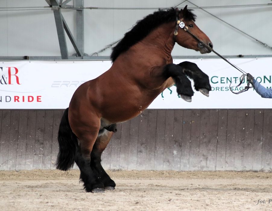 Ogier Polski Koń Zimnokrwisty