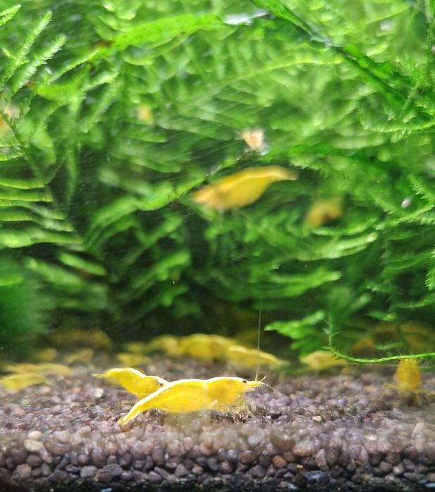 Krewetki Neocaridina Yellow Neon