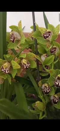 Orquídea lindíssima