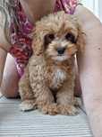 Cavapoo/ chłopczyk