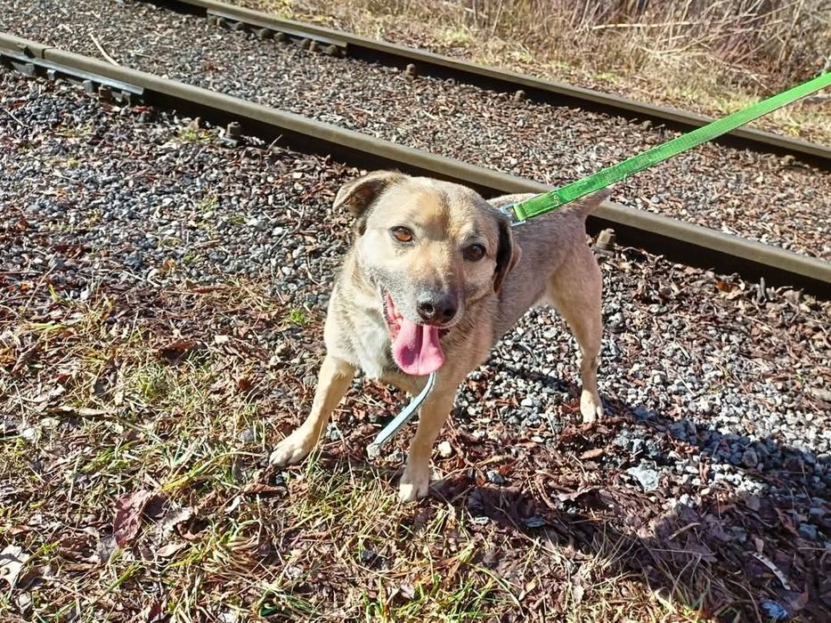 Reksio wesoły do adopcji