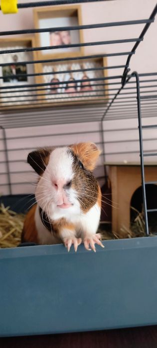 Świnka morska cavia samiec