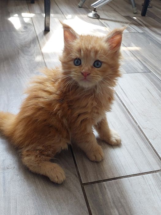 Різного кольору вибір мейн куни недорого