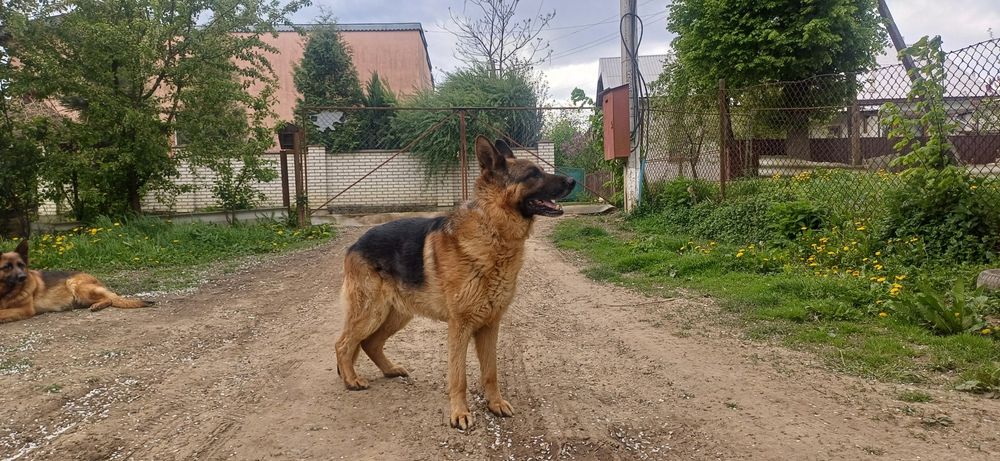 Чистокровні цуценята німецької вівчарки