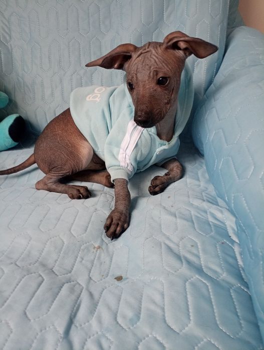 Nagi pies meksykański xolo miniatura