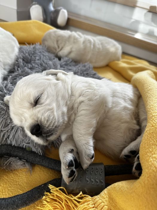 Golden Reriever ZKwP FCI