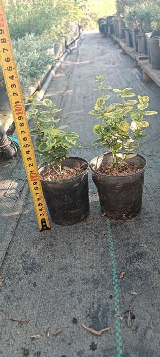 Бобовник (Золотий дощ) - Бересклет - Гліцинія Р9