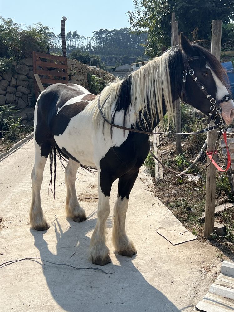 Gypsy Puro uma Pintura