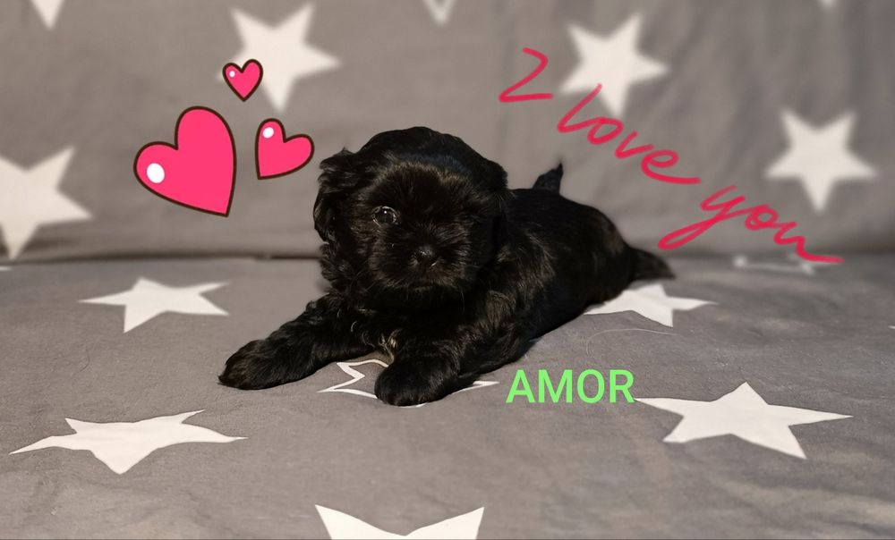Shih Tzu piesek , odbiór od 18.10.2025