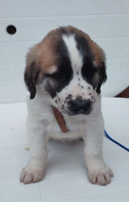 Szczeniaki owczarek środkowoazjatycki