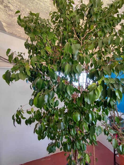 Vende-se  planta   FICOS