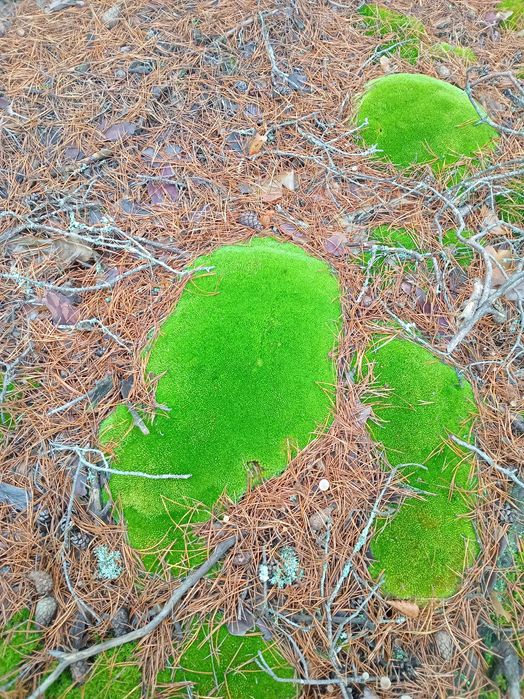 Продам Мох Кочку (леукобріум)