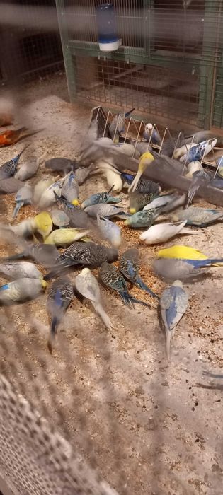 Sprzedam papugi faliste