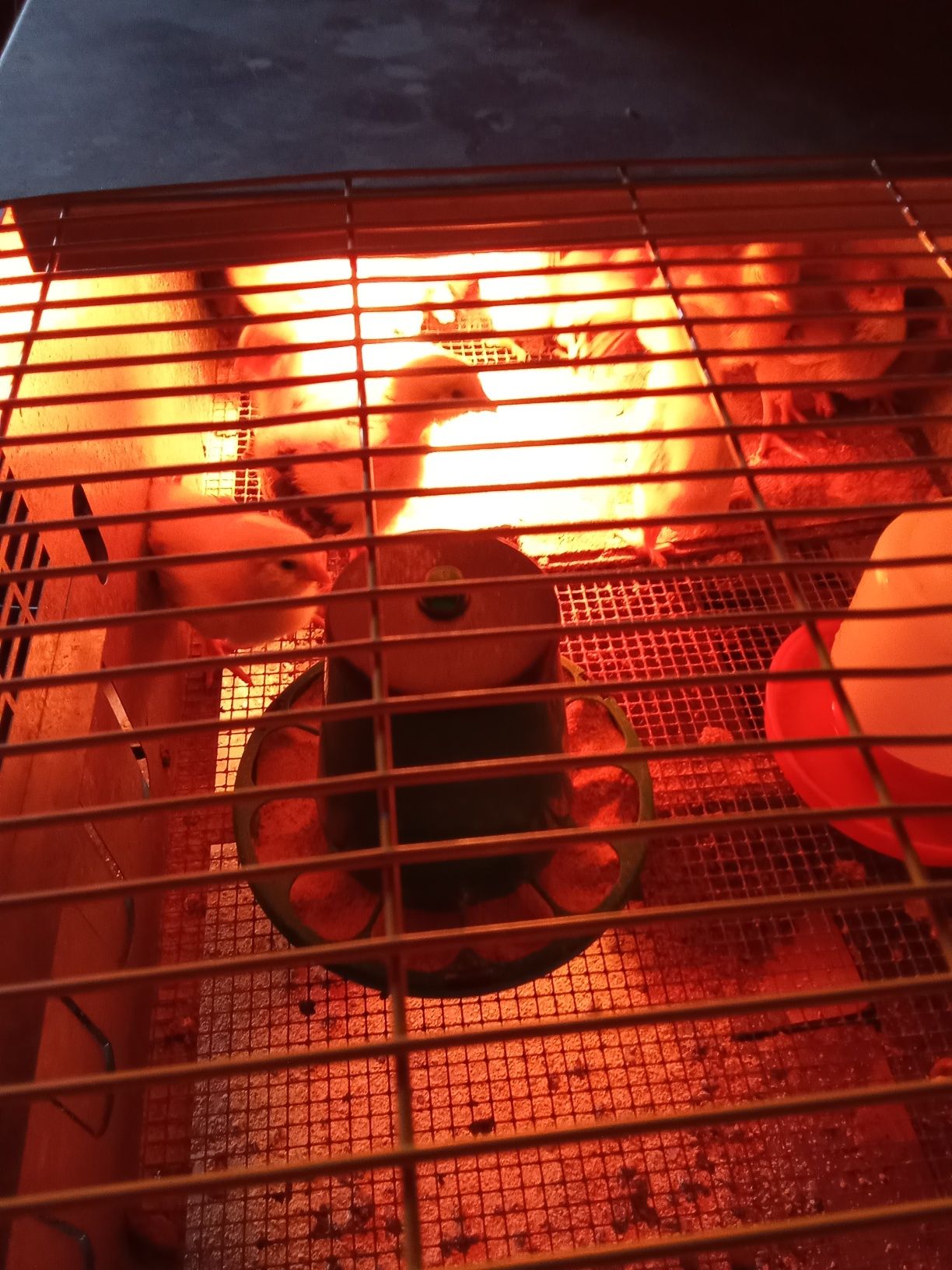 Piintos várias raças