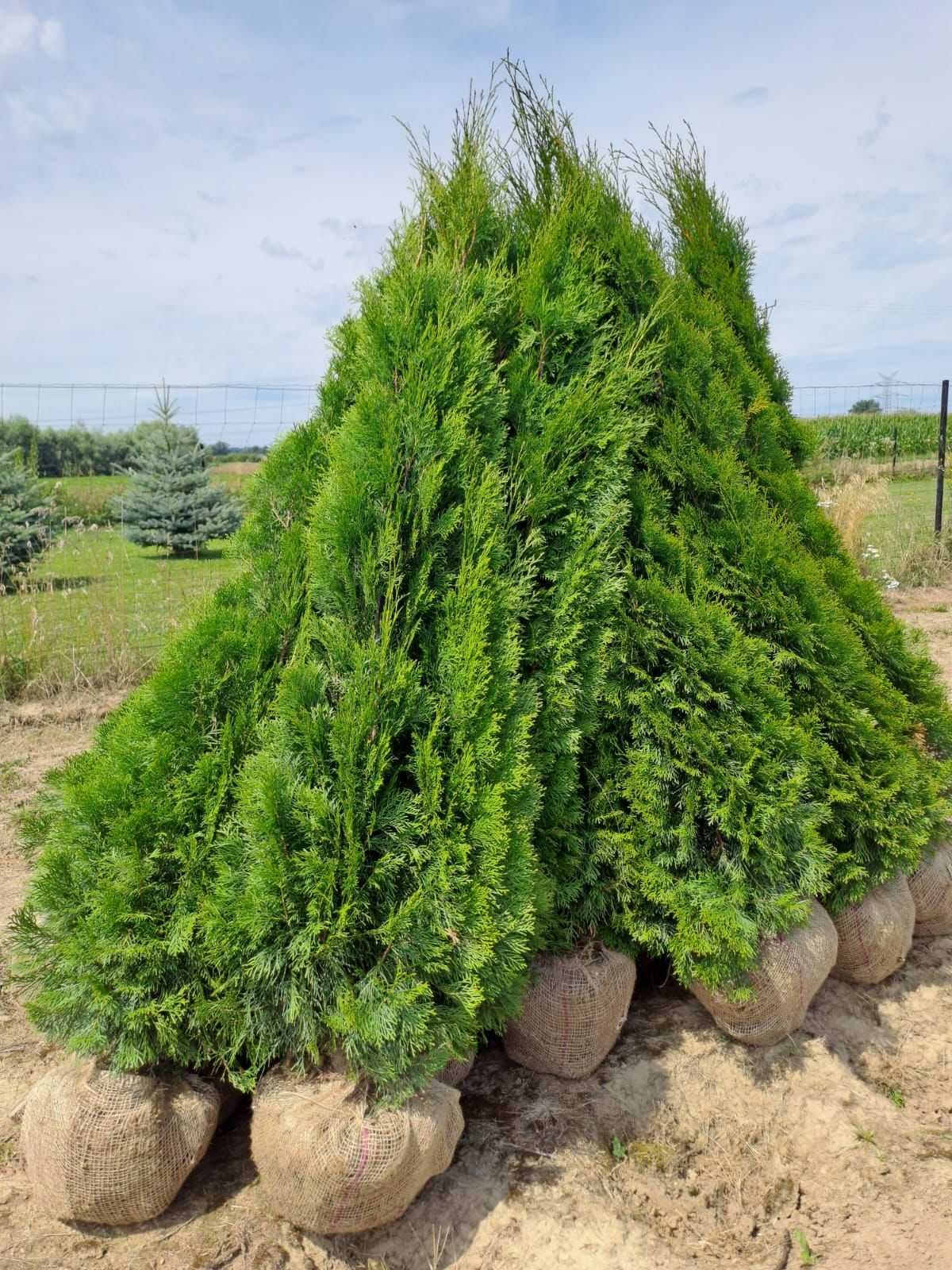 Tuja szmaragd 80-100 cm Thuja smaragd FV Dost gratis Balot Piła