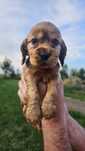 Piesek cocker spaniel rodowodowy