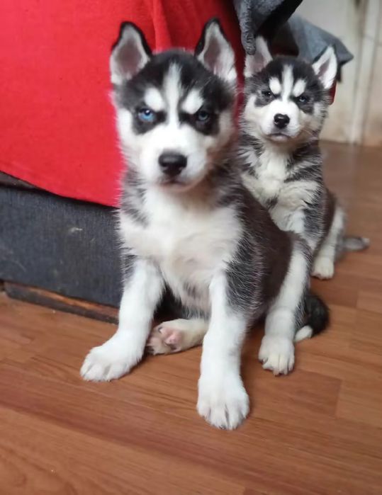 Цуценята Себірської Хаскі