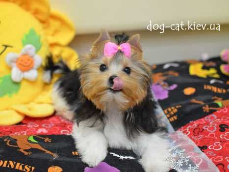 Чудесный шармовый щенок  бивер йорки малыш. Море энергии)