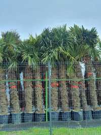 Palma ,palma mrozoodporna, trachycarpus fortunei, palma