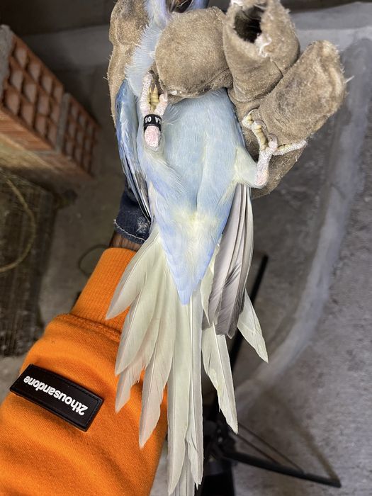 Ringneck Esmeralda * VENDA URGENTE*