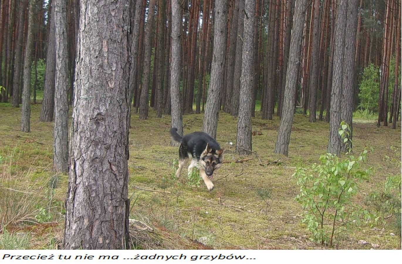 Wołają mnie Mora...