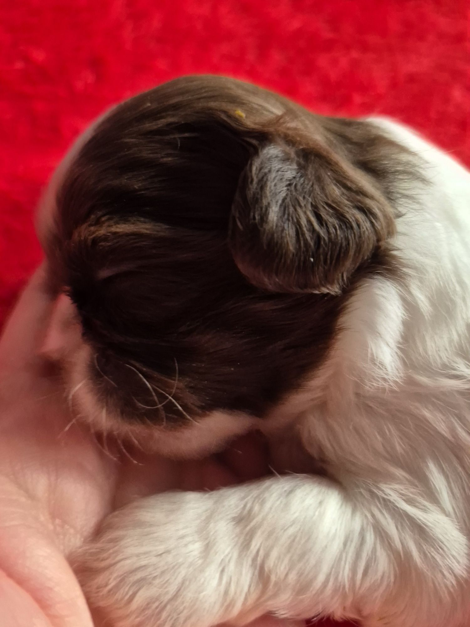 Przepiękna biało czekoladowa sunia Shih-Tzu